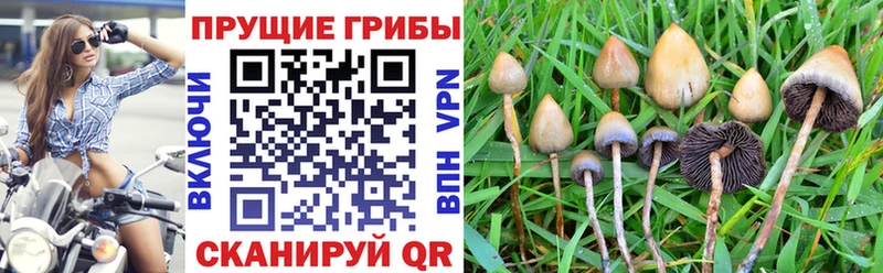 darknet клад мега tor Красково Галлюциногенные грибы MAGIC MUSHROOMS